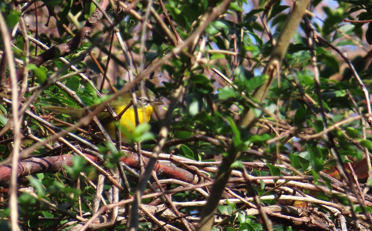 Yellow-breasted Chat - ML646396142