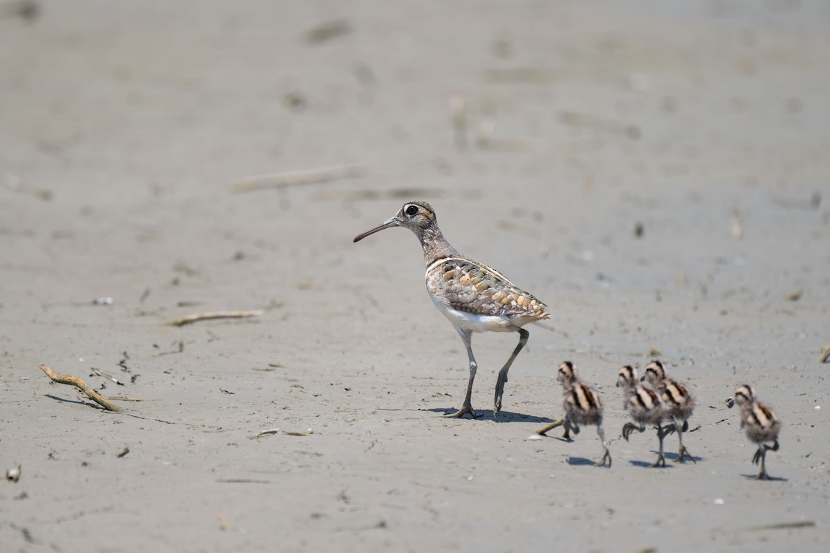 slučice pestrá - ML646396143