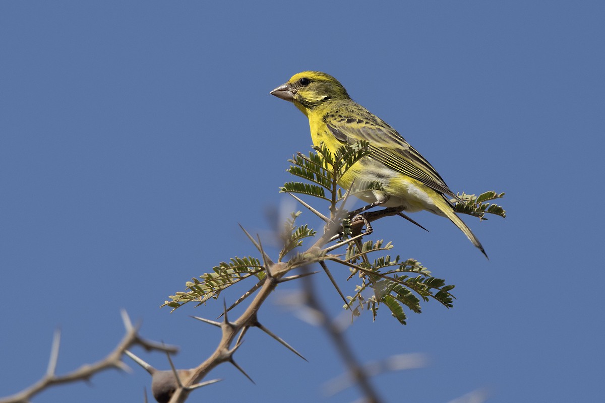 White-bellied Canary - ML646396145
