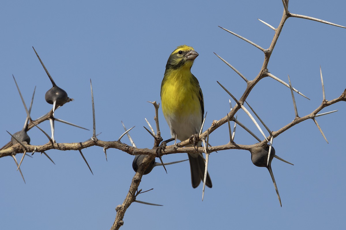 White-bellied Canary - ML646396146