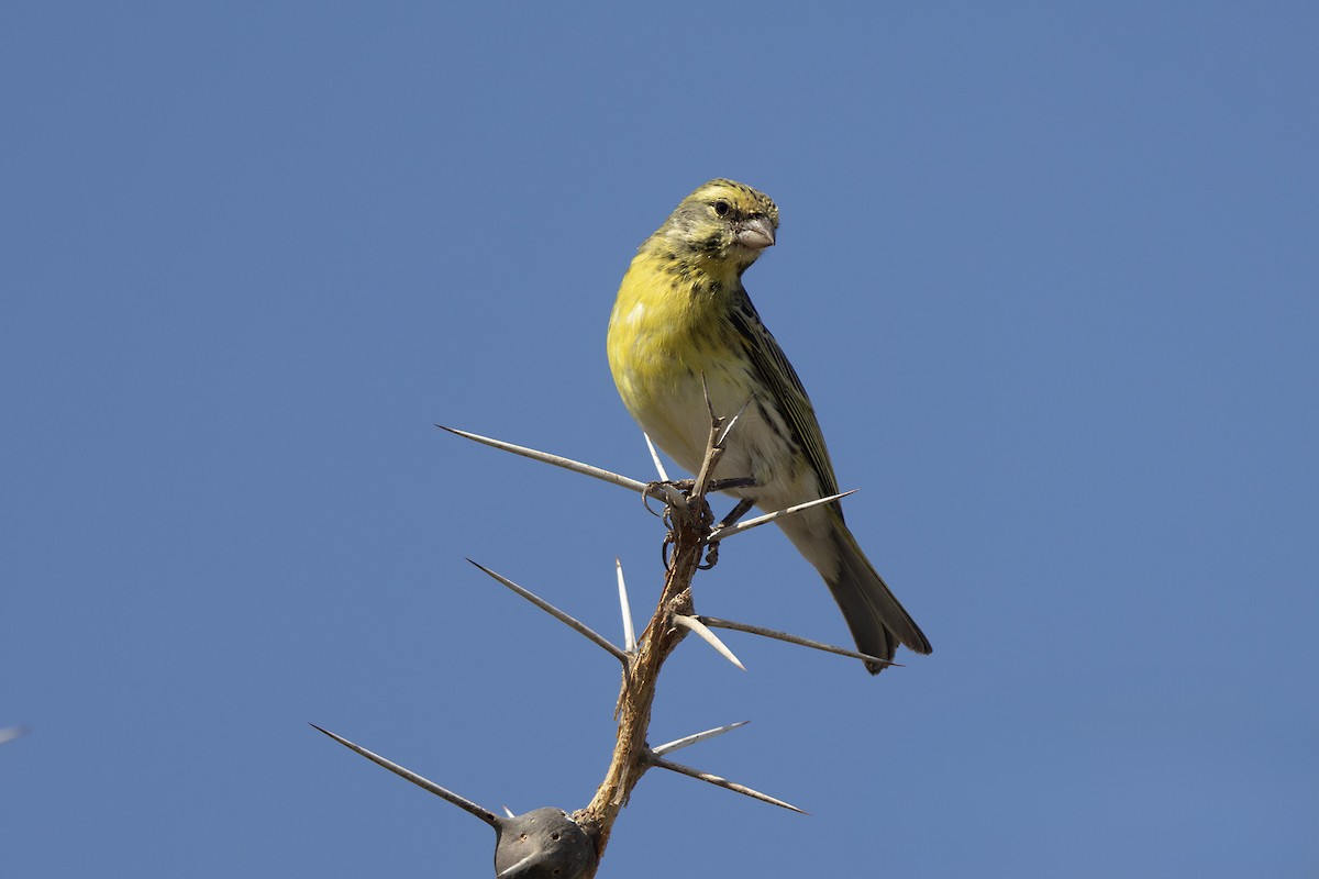 White-bellied Canary - ML646396147