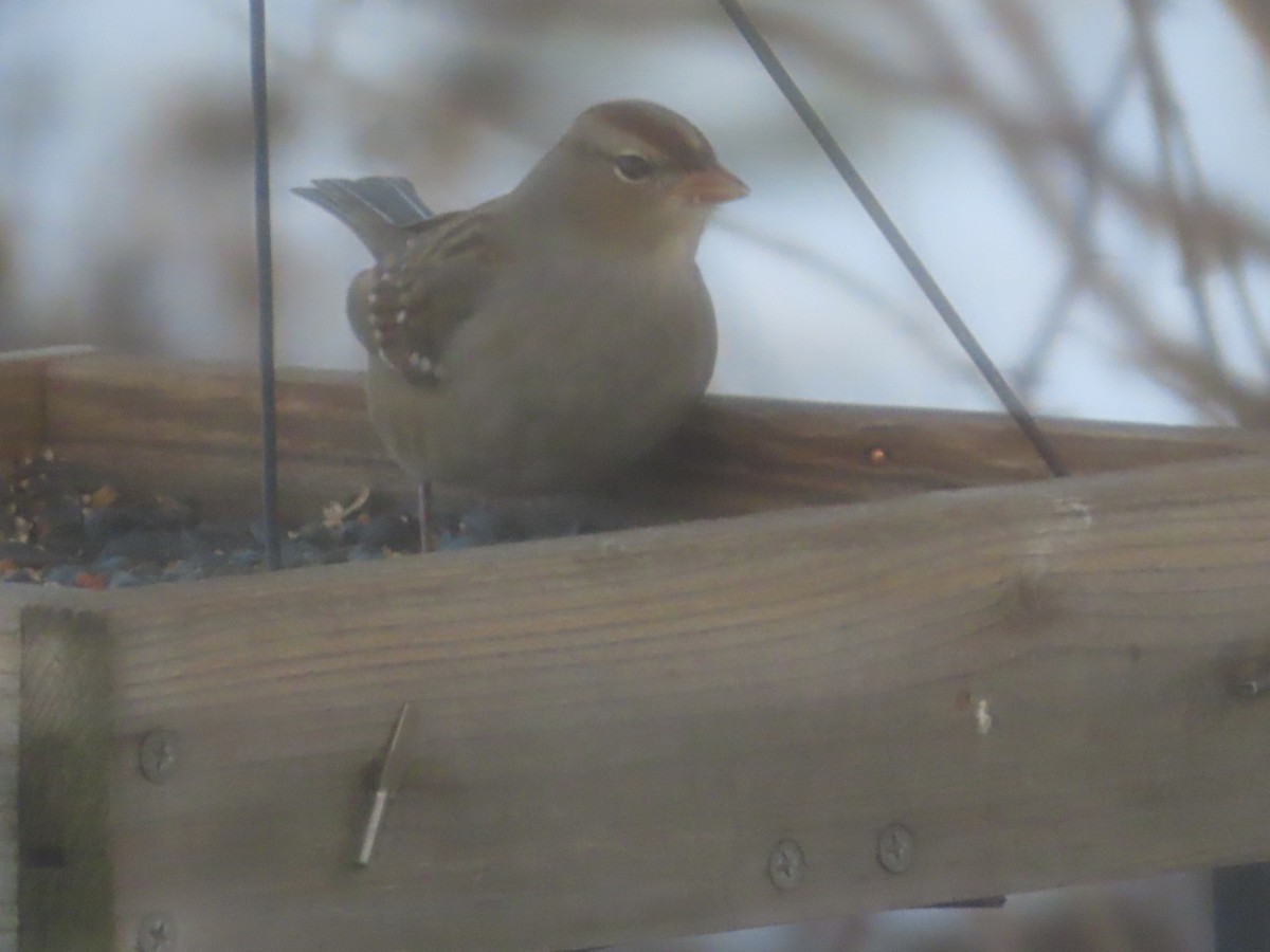 Бруант білобровий - ML646396148