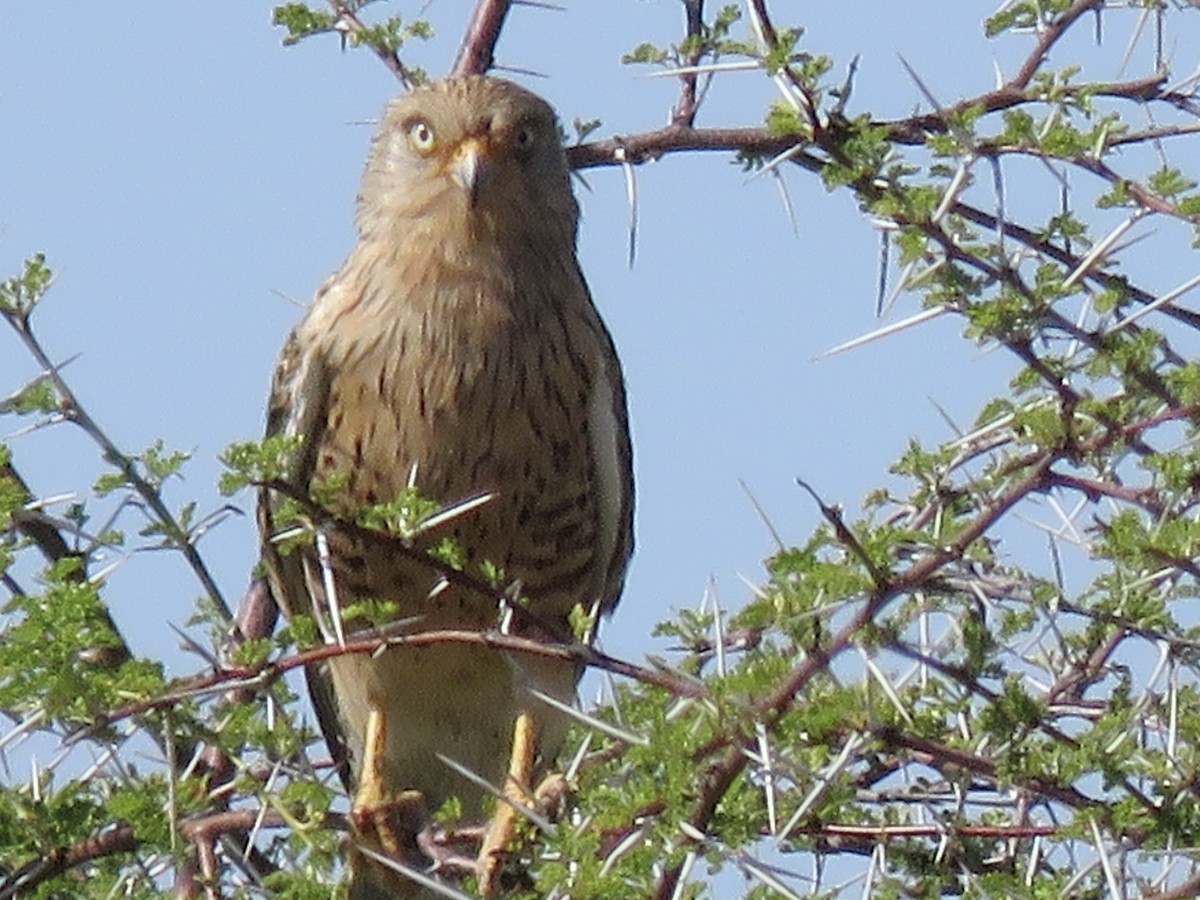 Cernícalo Ojiblanco - ML646396151