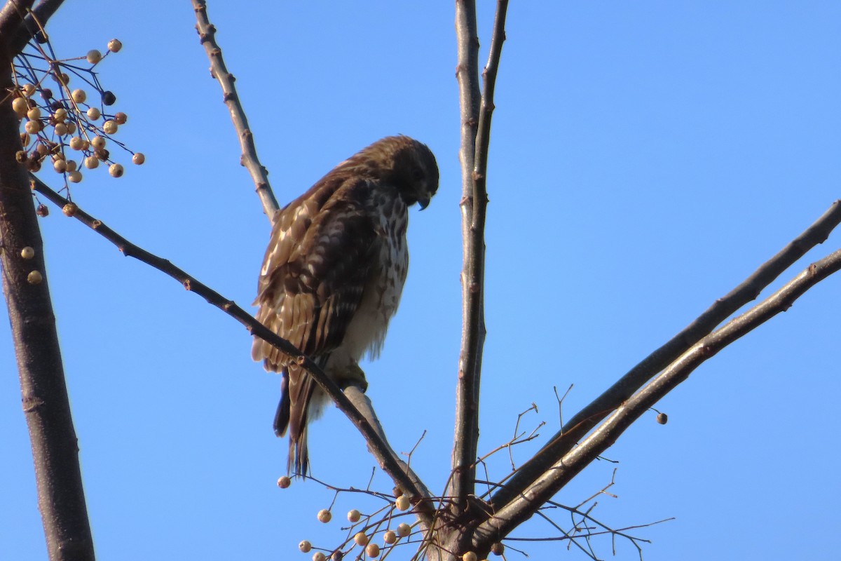 Red-shouldered Hawk - ML646396152