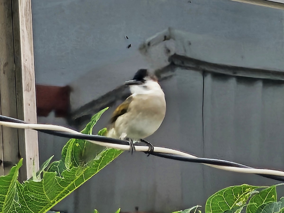 Styan's Bulbul - ML646396157