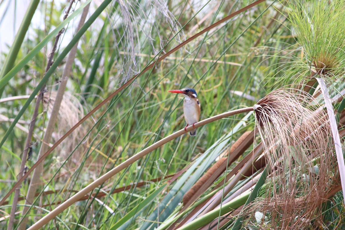Malachite Kingfisher - ML646396158
