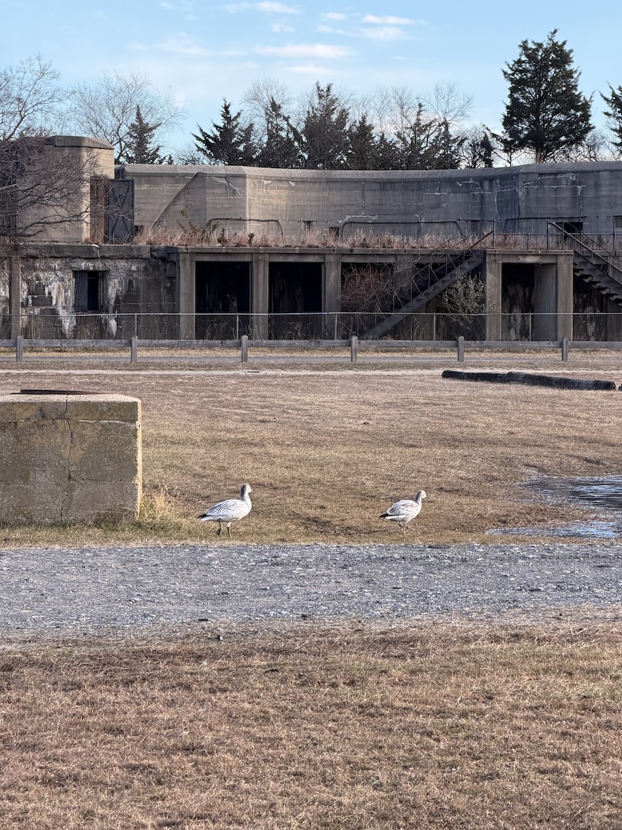 Snow Goose - ML646396159