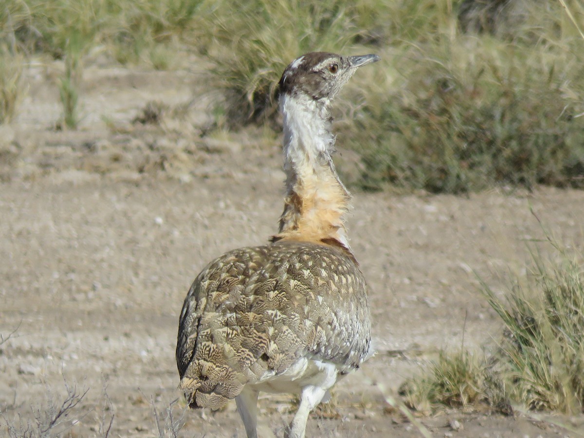 Ludwig's Bustard - ML646396167