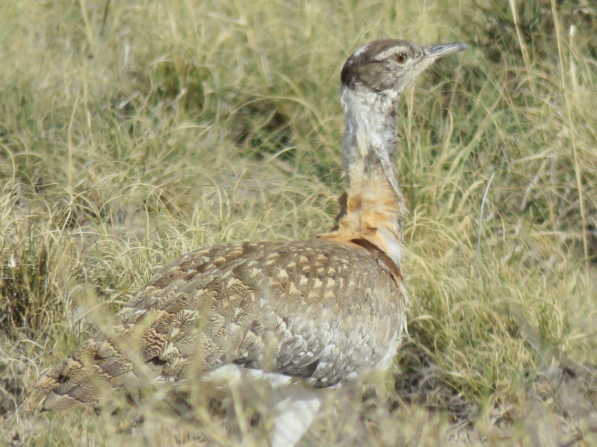 Ludwig's Bustard - ML646396168