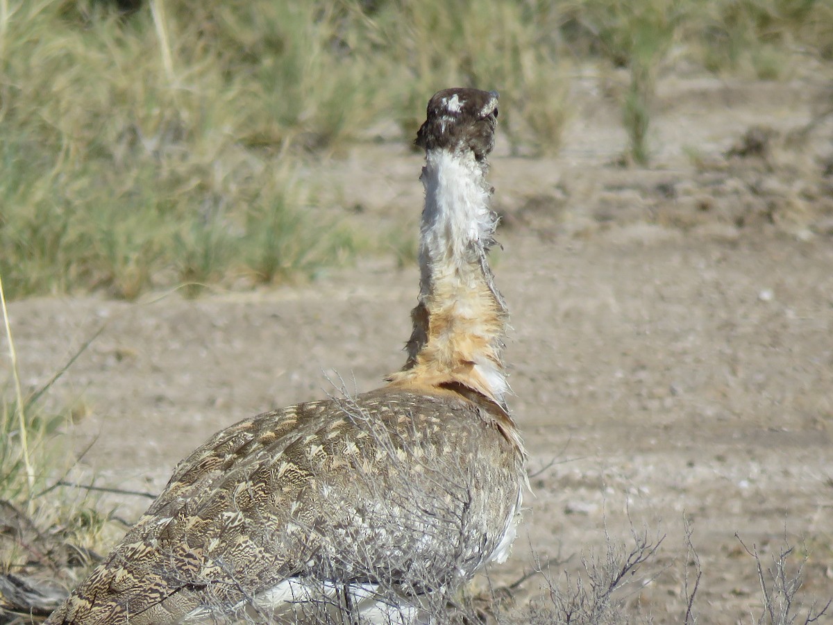 Ludwig's Bustard - ML646396169