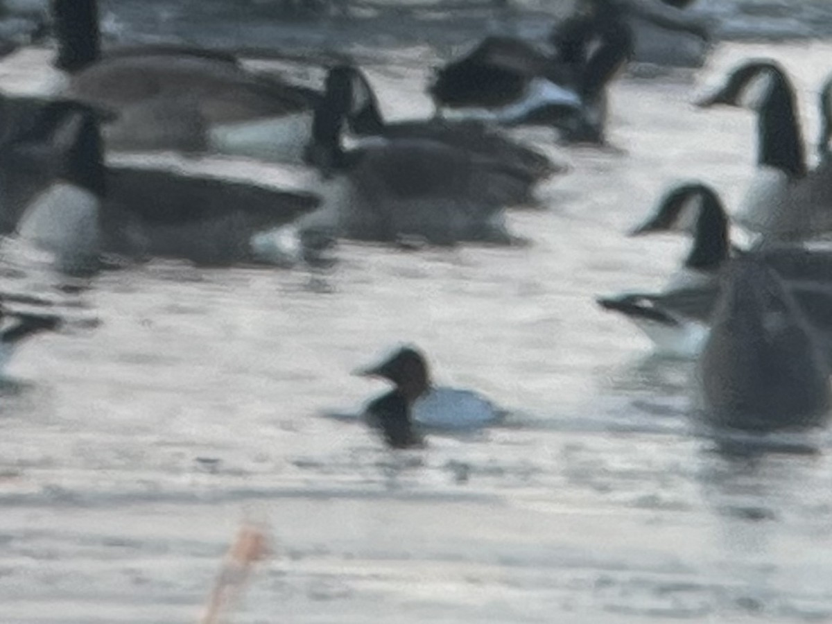 Canvasback - ML646396173