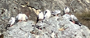 Голуб білоспинний - ML646396174