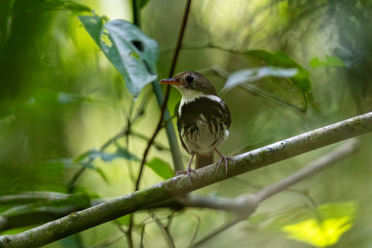 Southern Antpipit - ML646396175