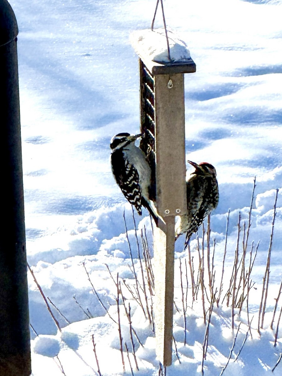 Yellow-bellied Sapsucker - ML646396177