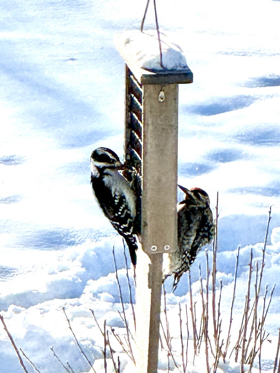 Yellow-bellied Sapsucker - ML646396178