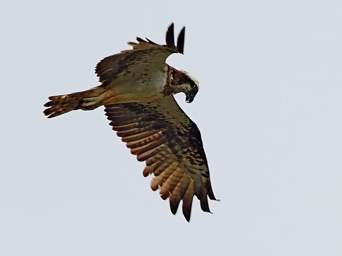 Osprey - ML646396180
