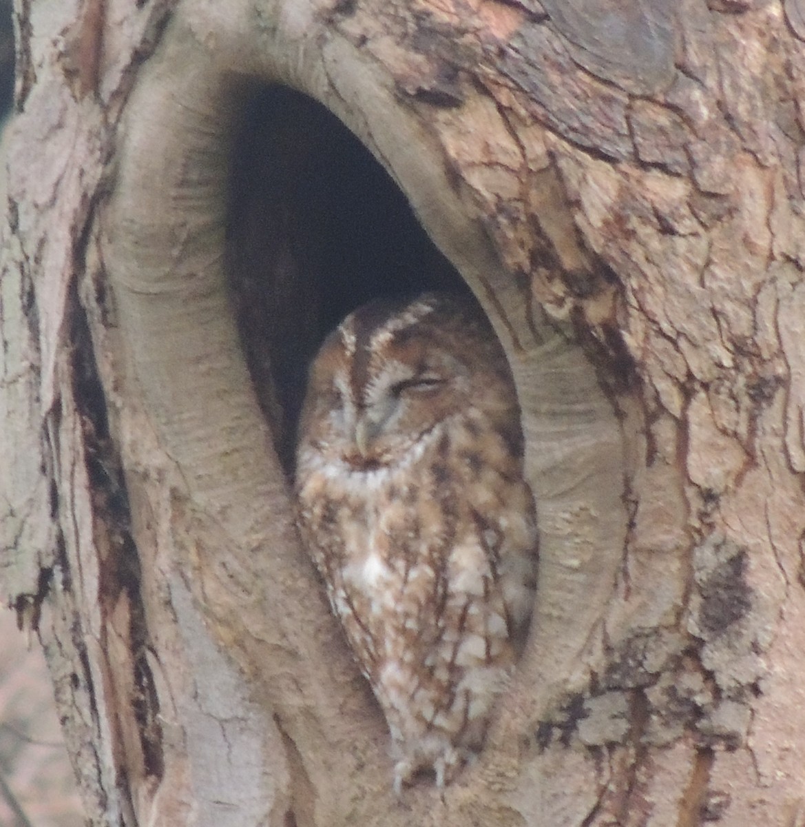 Tawny Owl - ML646396183