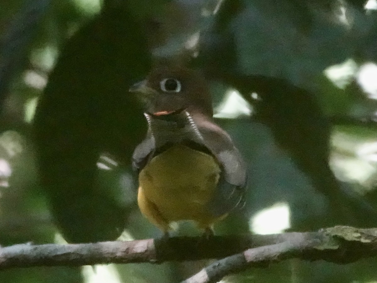 Amazonian Black-throated Trogon - ML646396184