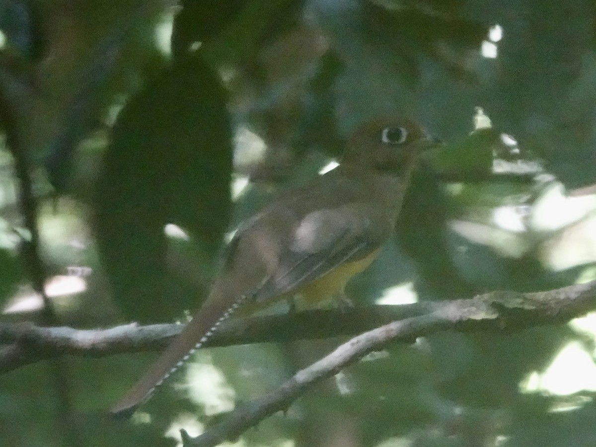Amazonian Black-throated Trogon - ML646396185