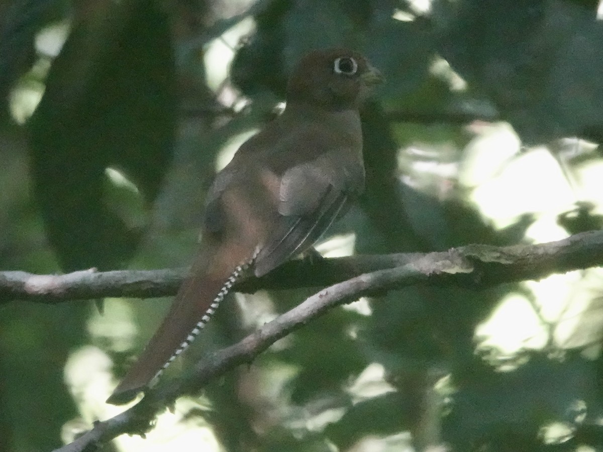 Amazonian Black-throated Trogon - ML646396186