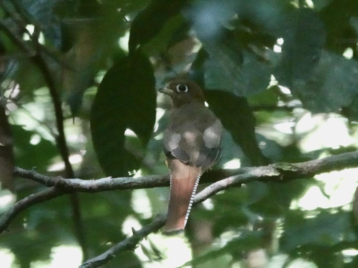 Amazonian Black-throated Trogon - ML646396187