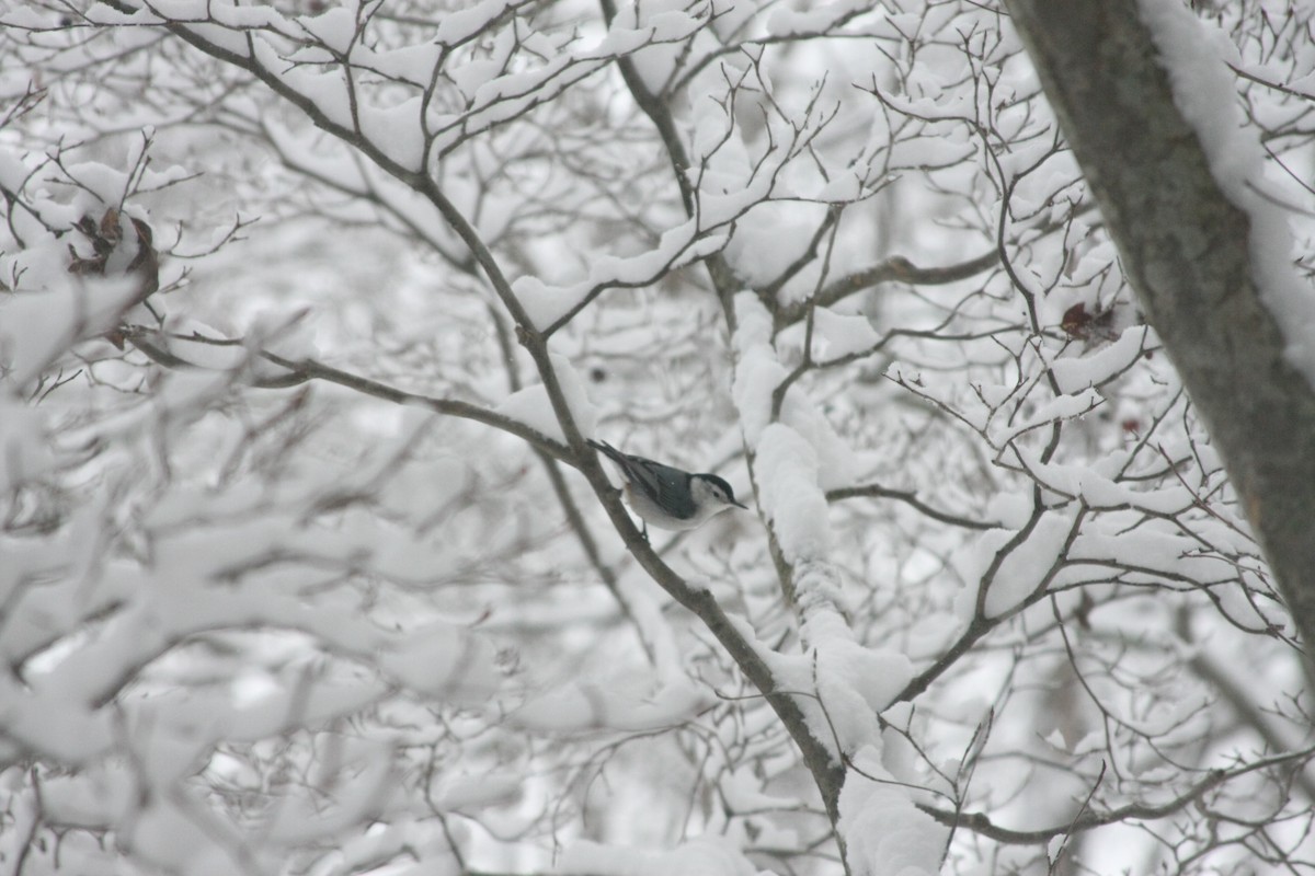 ムナジロゴジュウカラ（carolinensis） - ML646396189