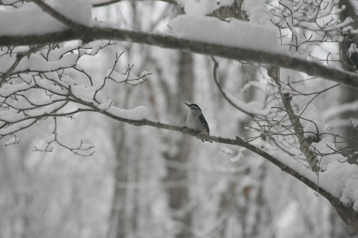ムナジロゴジュウカラ（carolinensis） - ML646396190