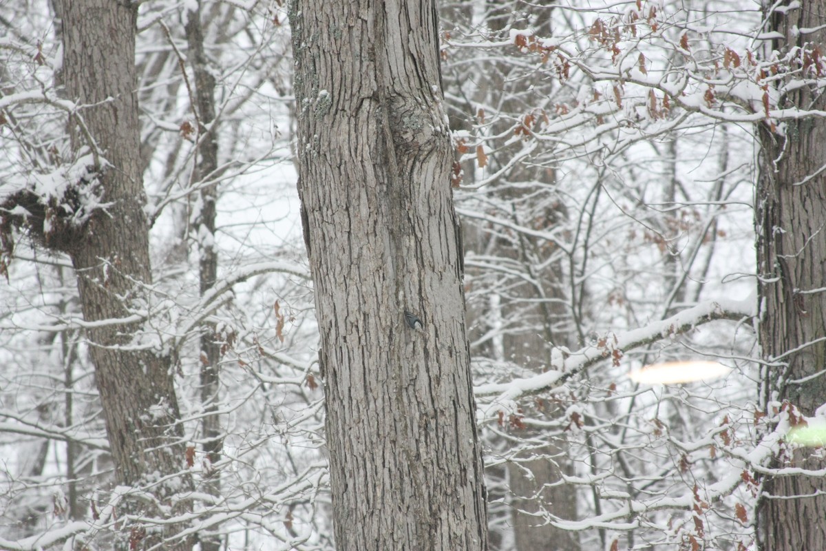 ムナジロゴジュウカラ（carolinensis） - ML646396192