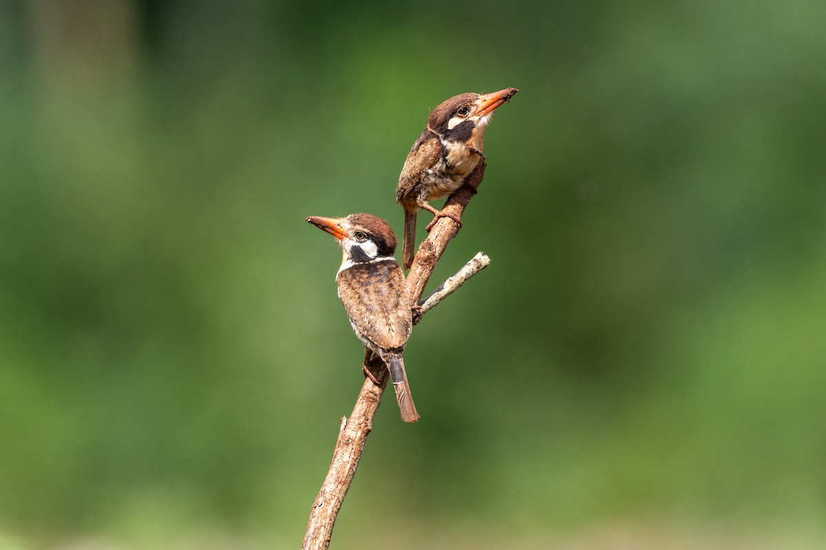 White-eared Puffbird - ML646396193