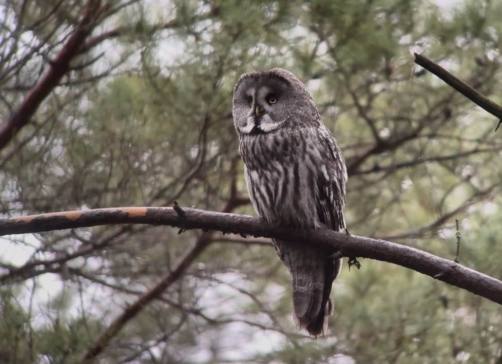 Great Gray Owl - ML646396194