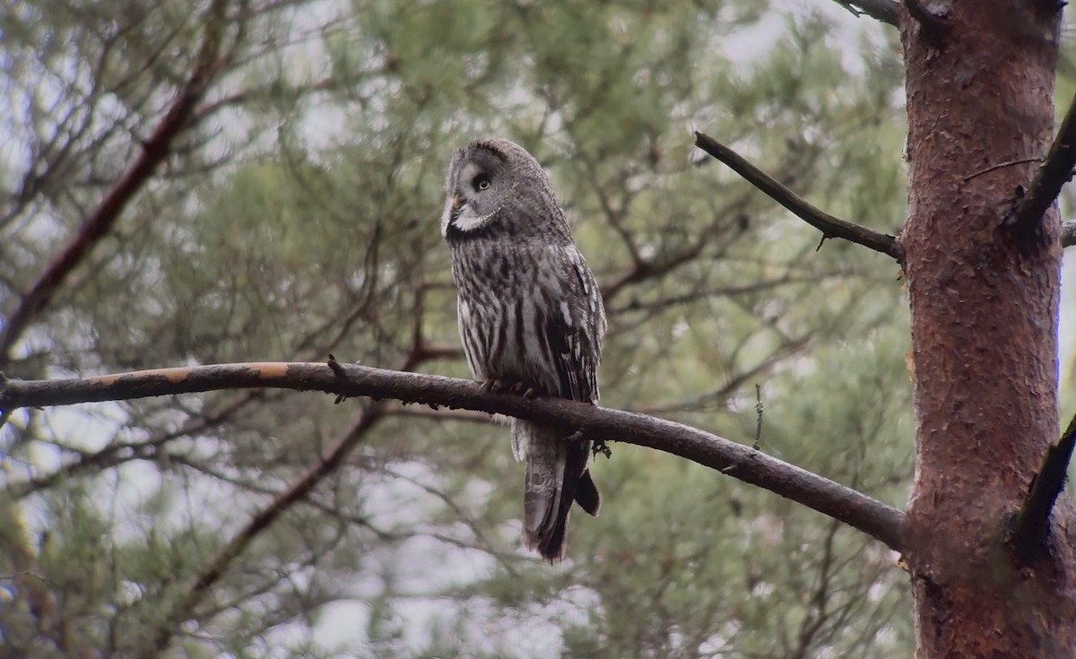 Great Gray Owl - ML646396195