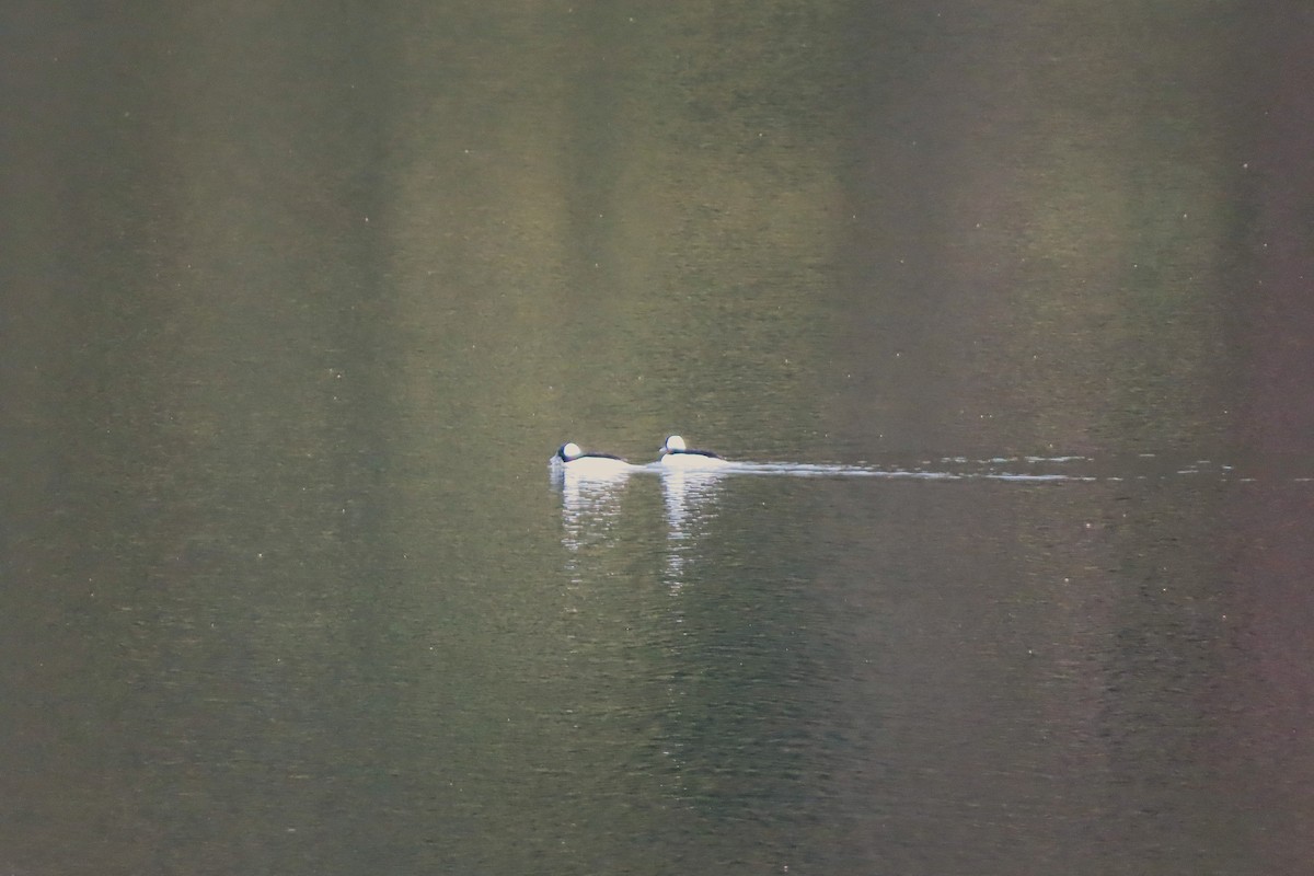 Bufflehead - ML646396196