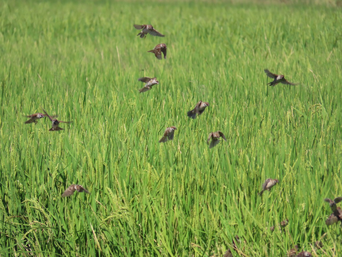 Eurasian Tree Sparrow - ML646396197