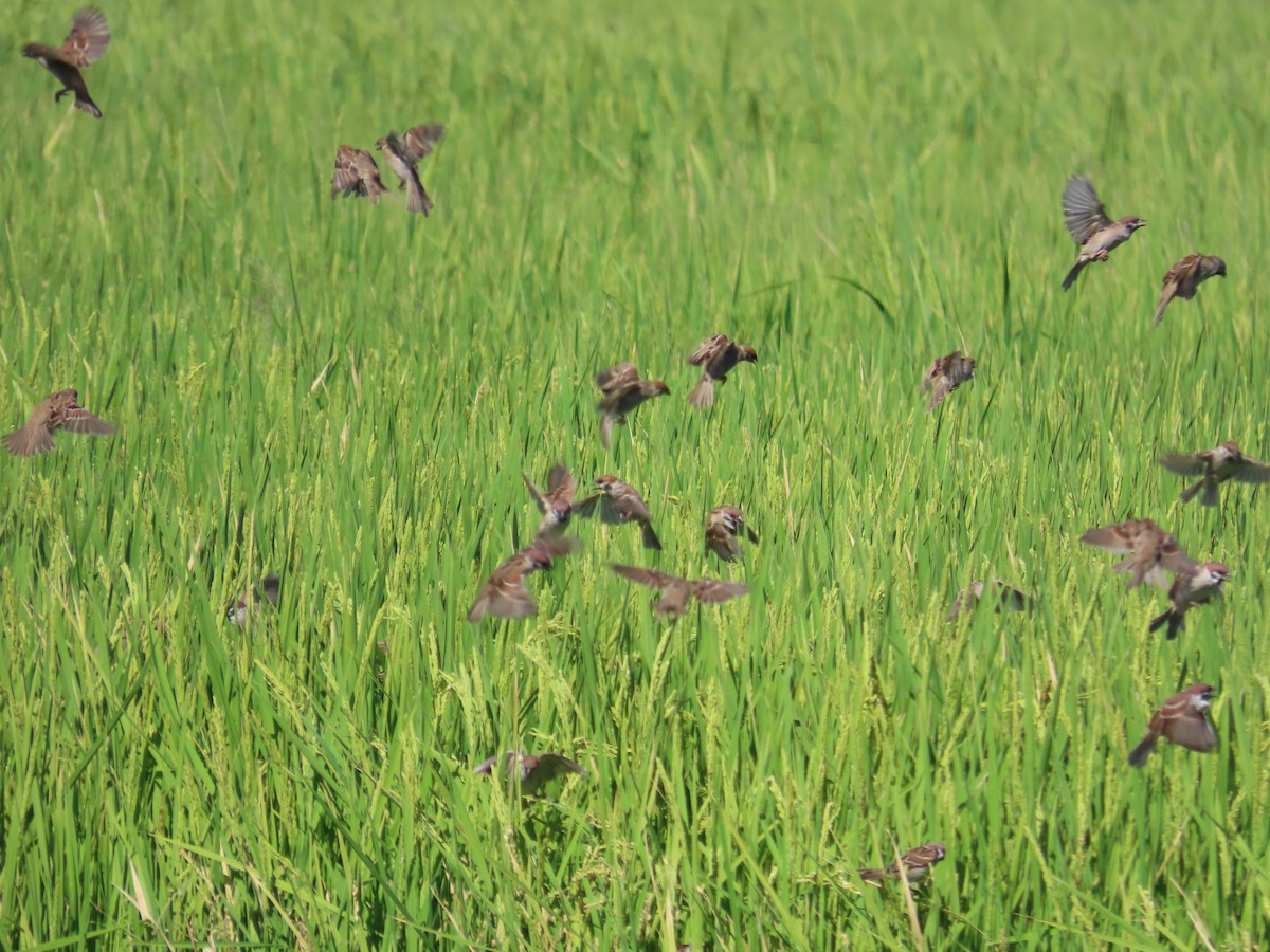 Eurasian Tree Sparrow - ML646396198