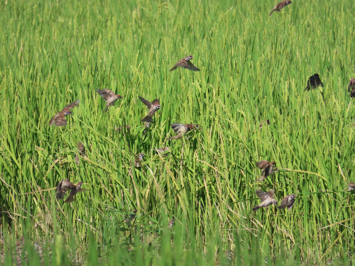 Eurasian Tree Sparrow - ML646396199