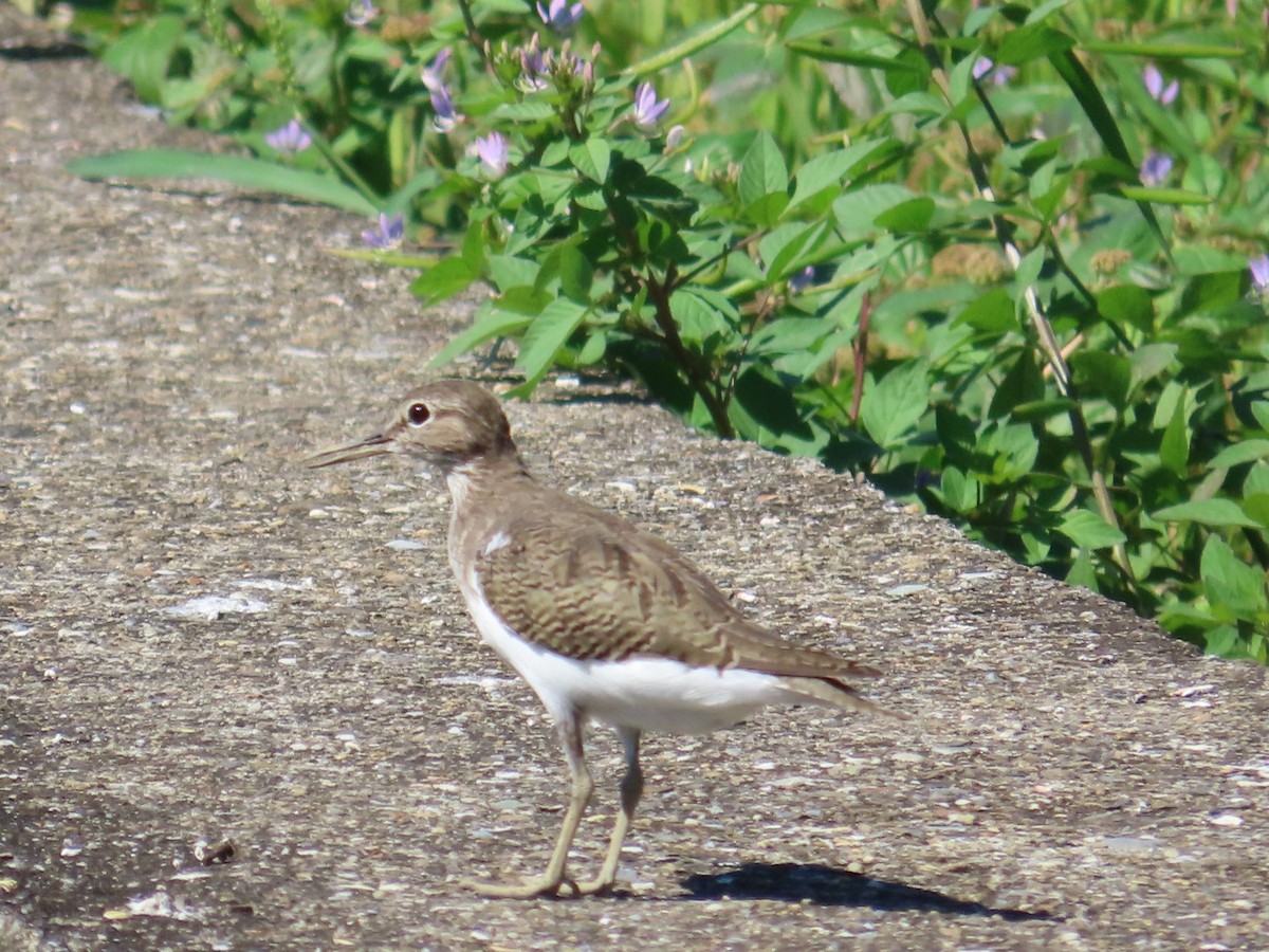 Common Sandpiper - ML646396200