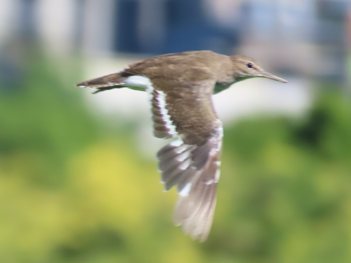 Common Sandpiper - ML646396201