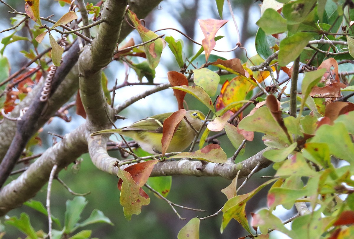 White-eyed Vireo - ML646396202