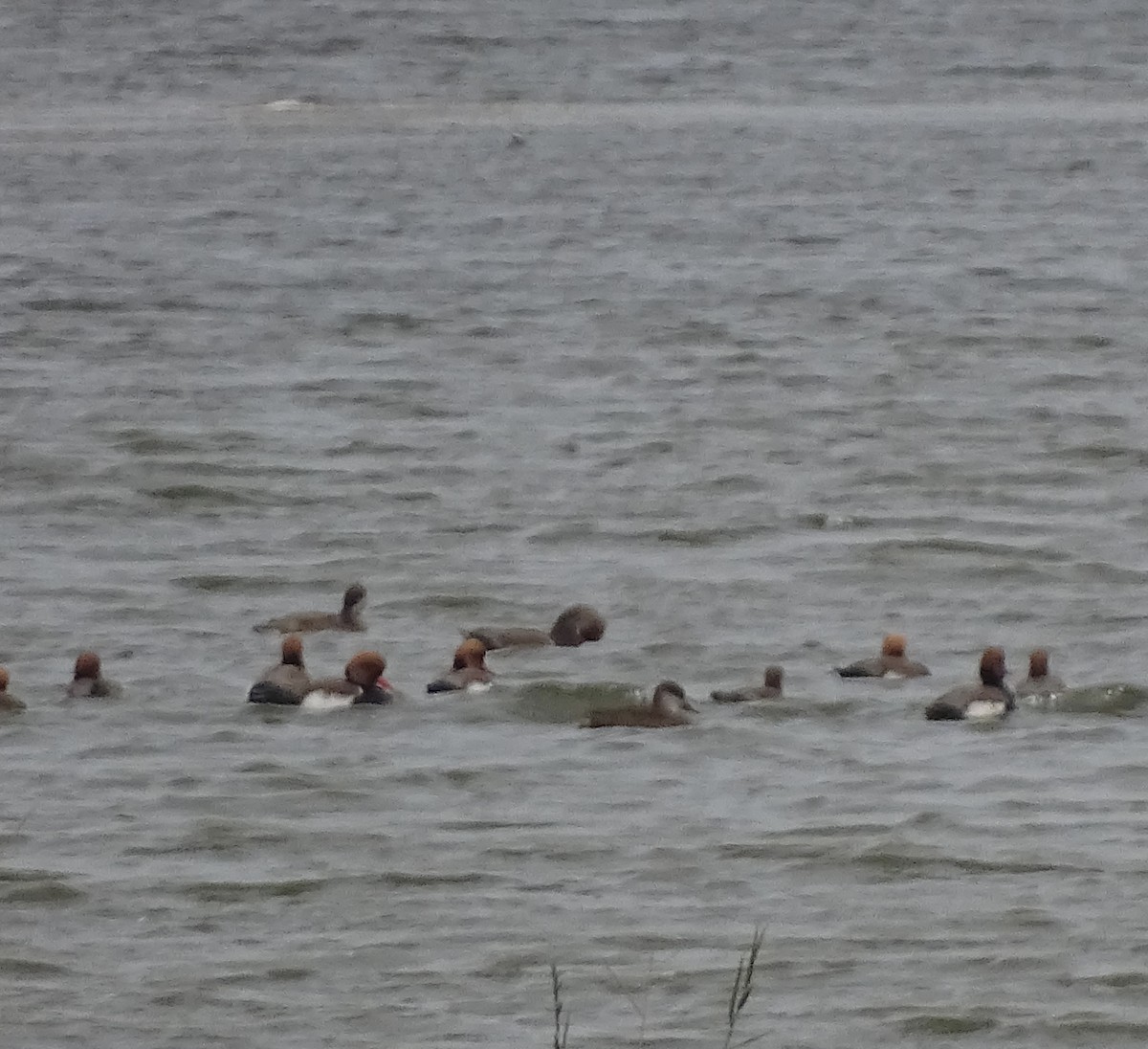 Red-crested Pochard - ML646396203