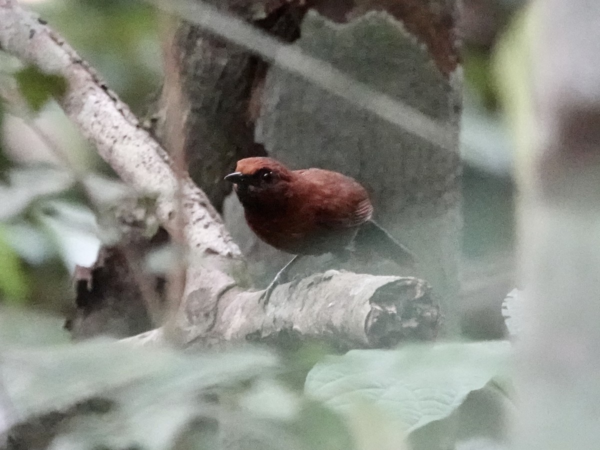 Ruddy Spinetail - ML646396204