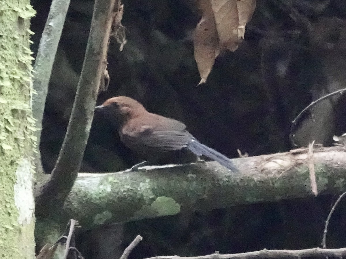 Ruddy Spinetail - ML646396205