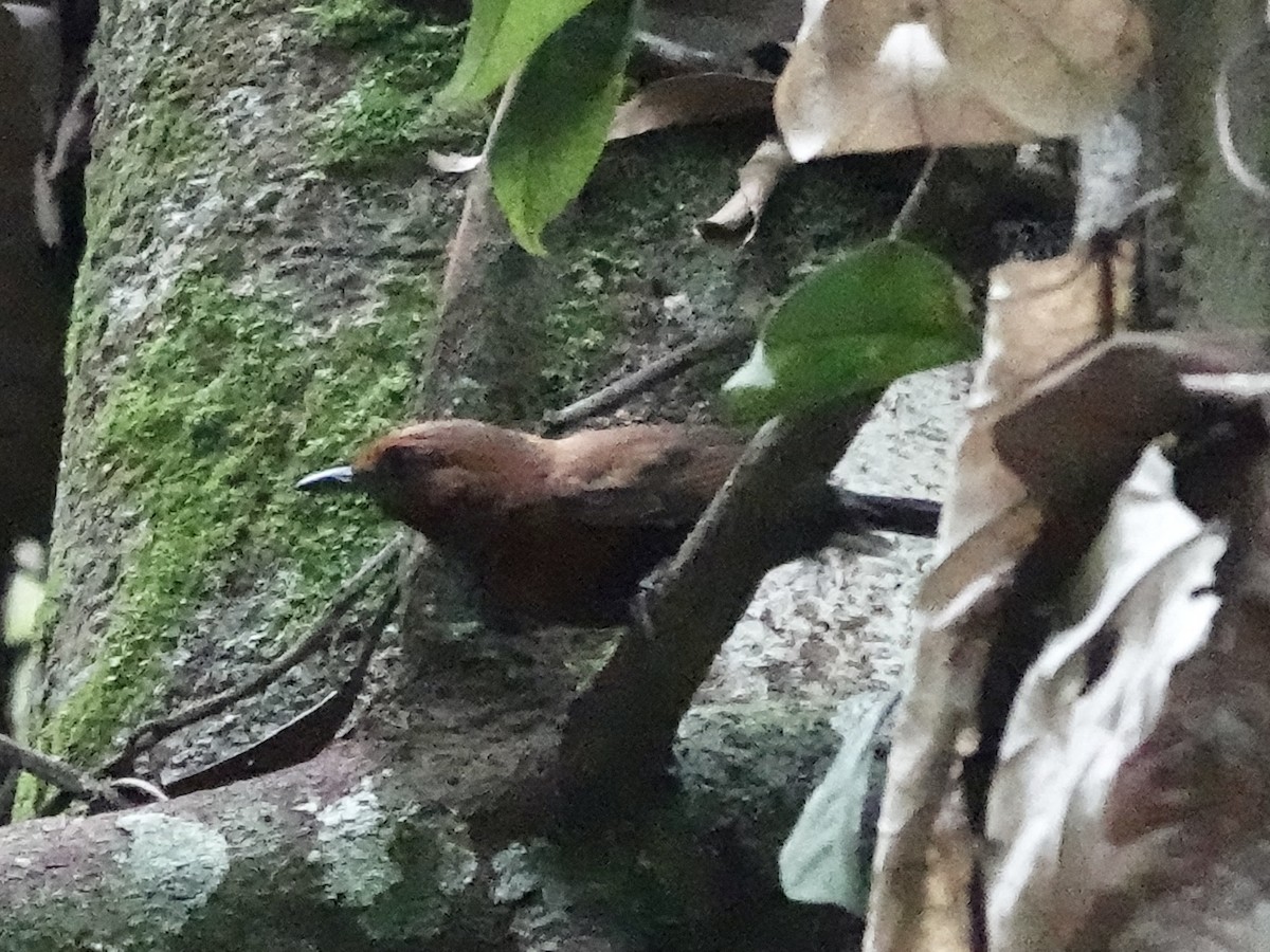 Ruddy Spinetail - ML646396206