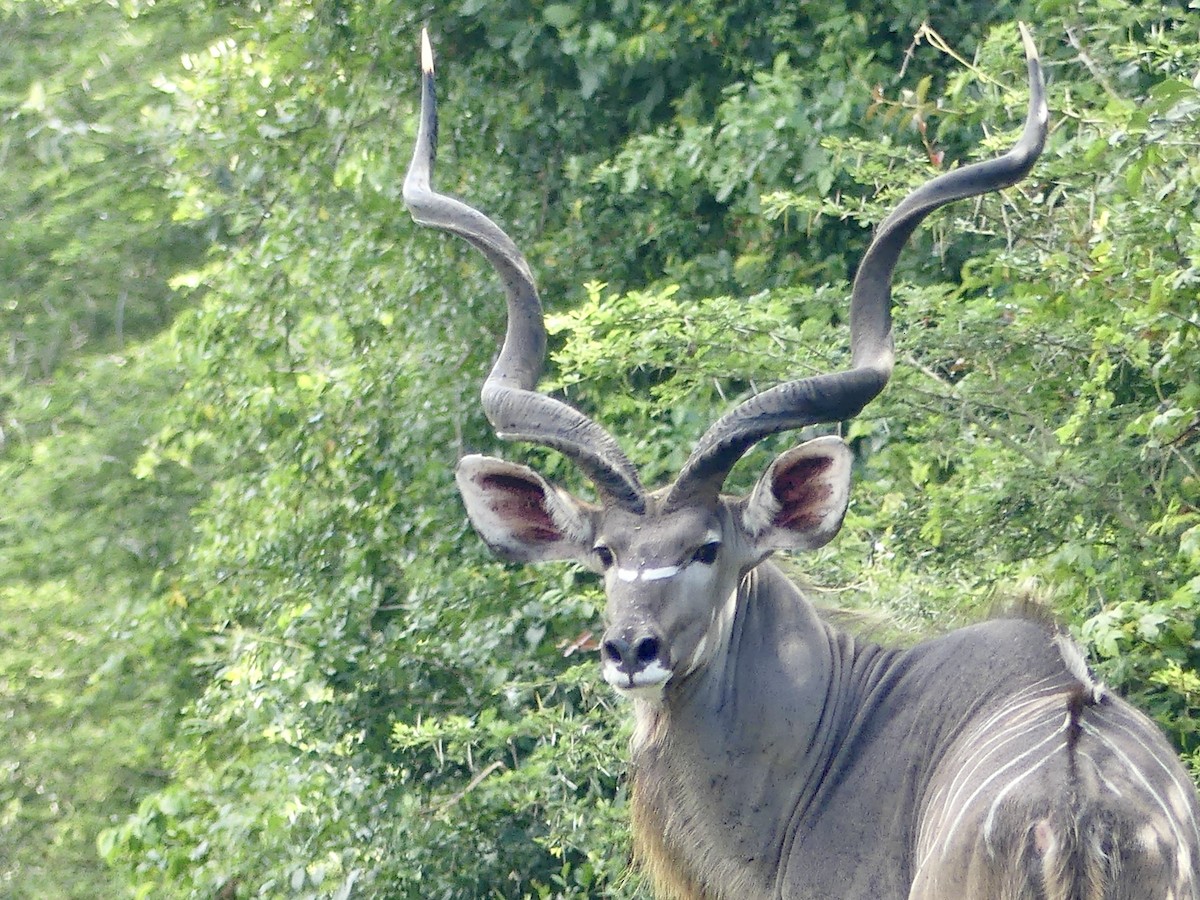 Animals - ML646396207