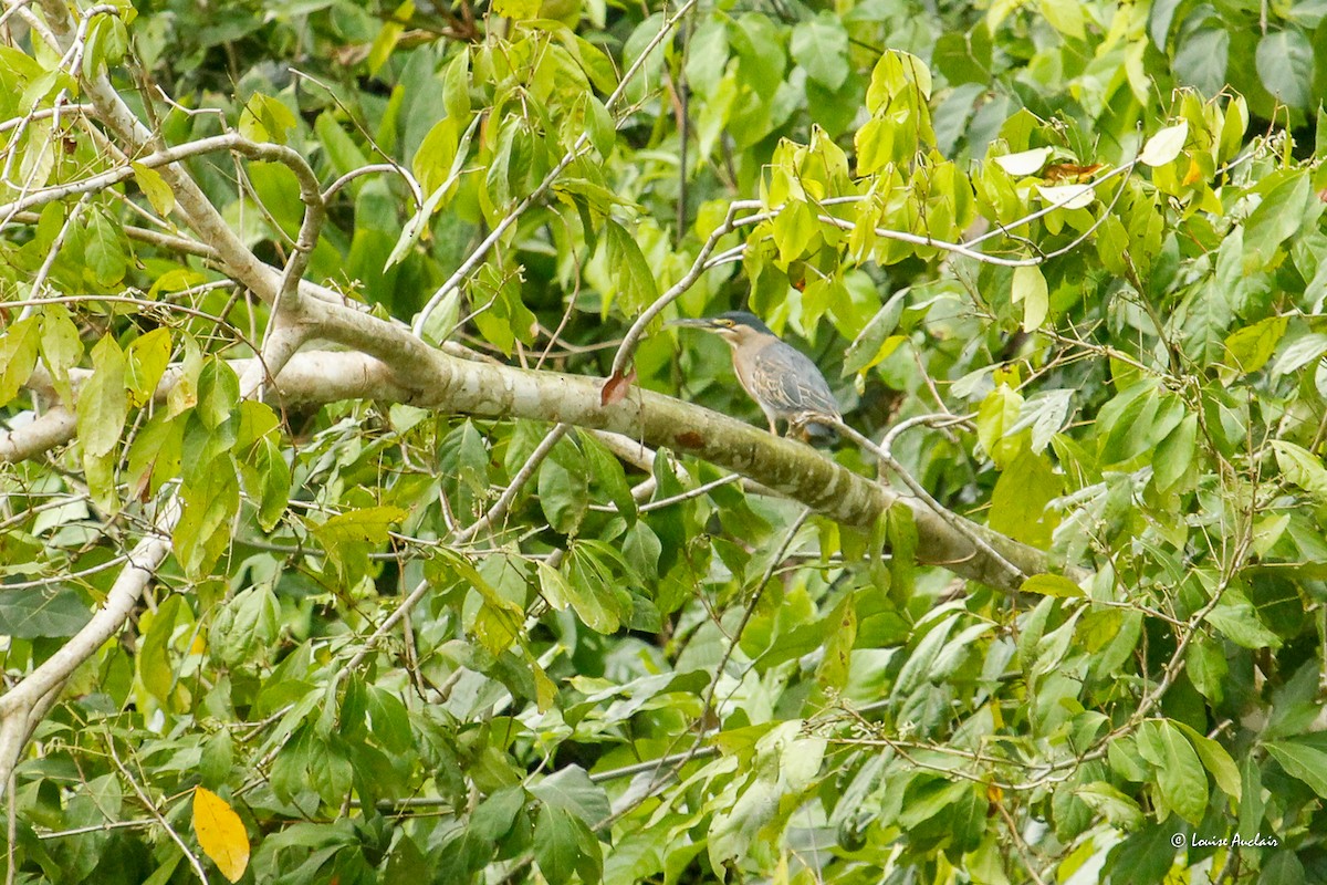 Striated Heron - ML646396209