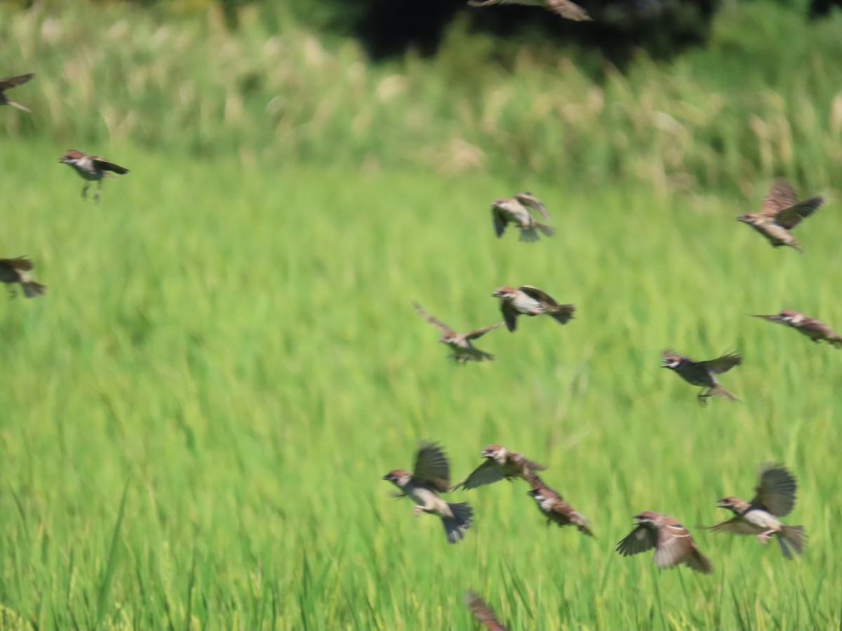 Eurasian Tree Sparrow - ML646396210