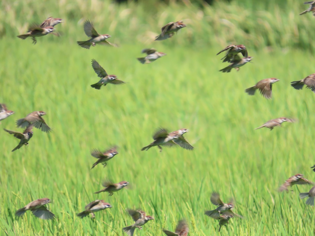 Eurasian Tree Sparrow - ML646396211