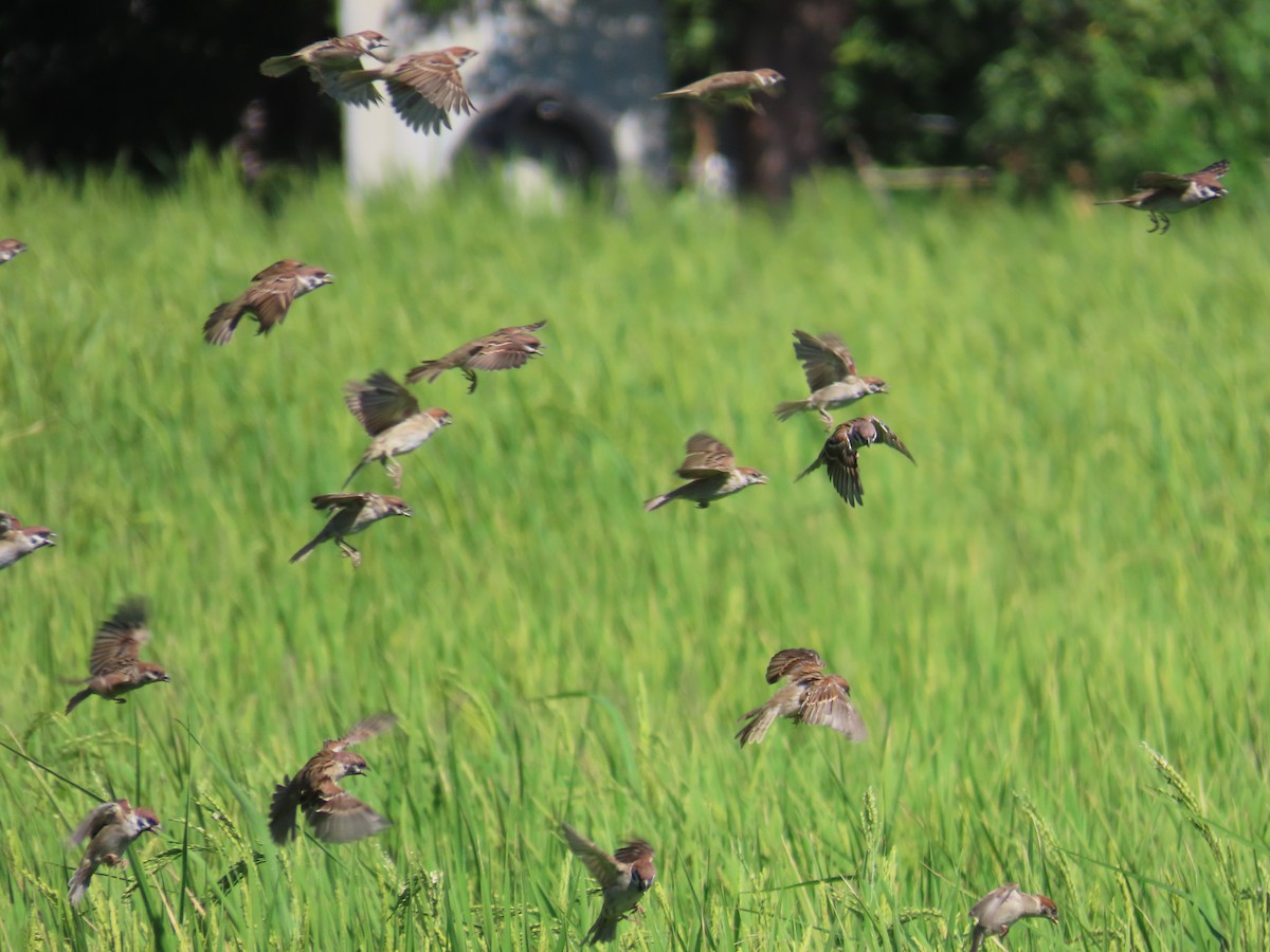 Eurasian Tree Sparrow - ML646396212