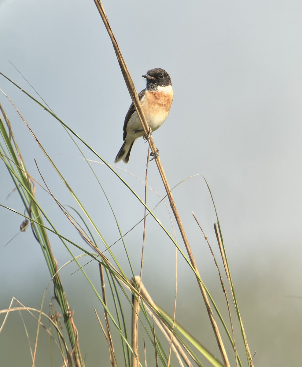 White-tailed Stonechat - ML646396223
