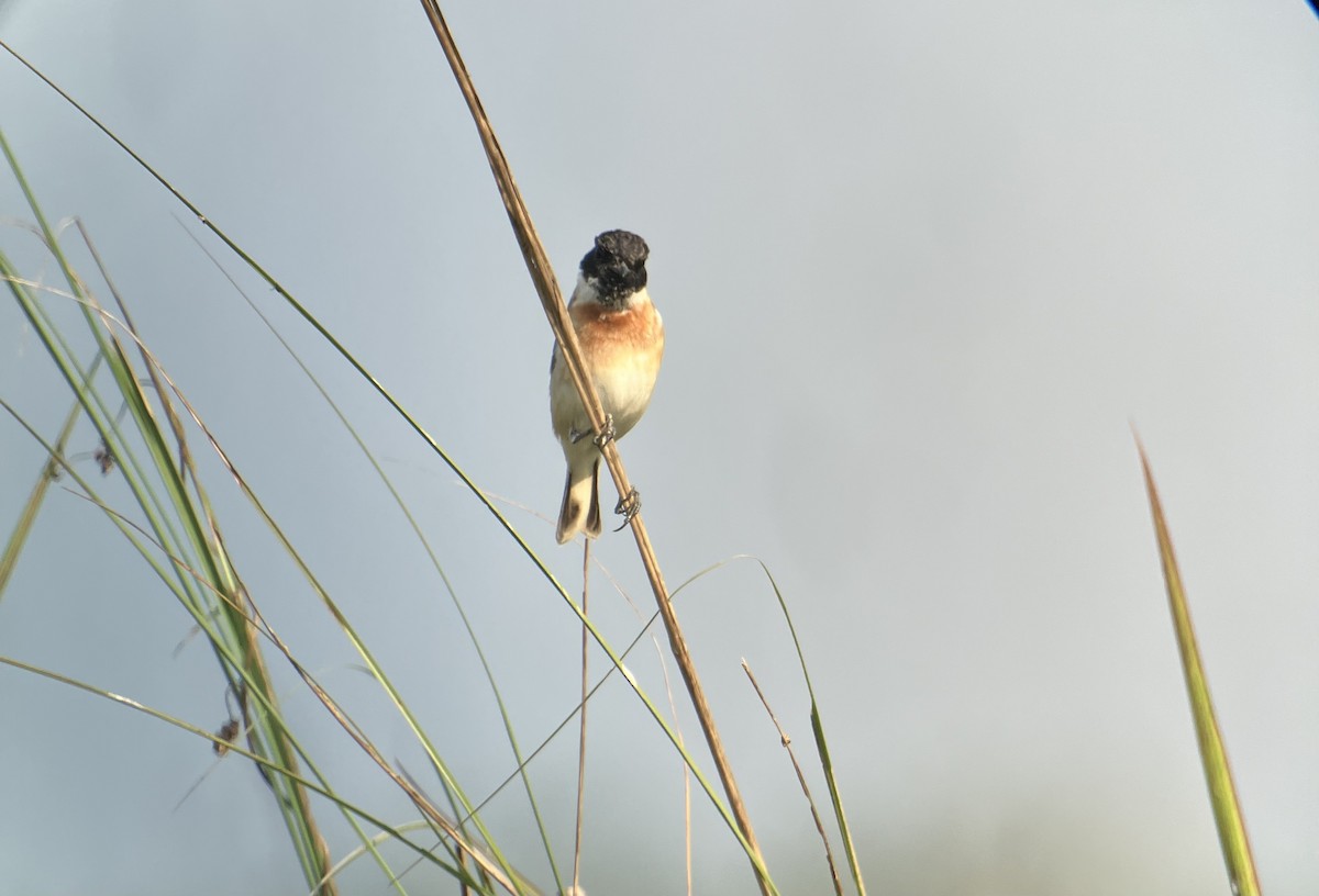 White-tailed Stonechat - ML646396224