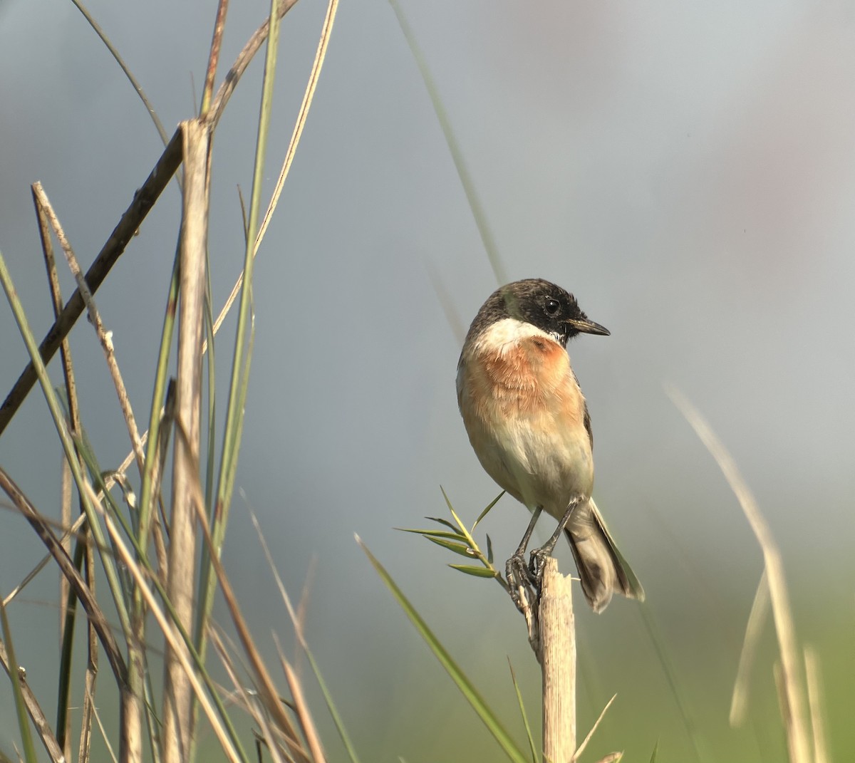 White-tailed Stonechat - ML646396225